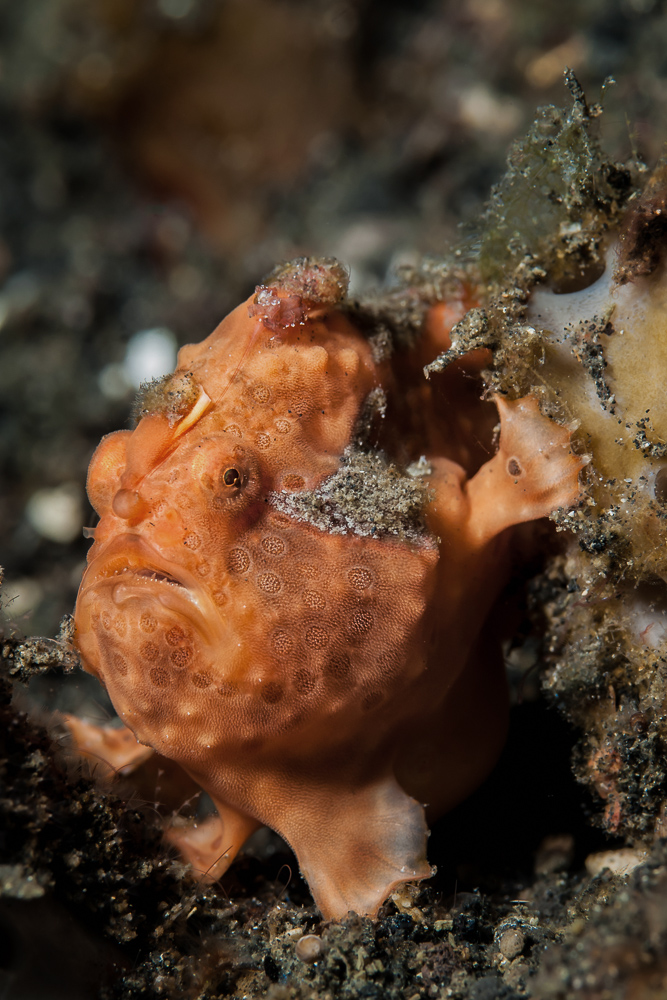 Giant frogfish - Antennarius commerson (commersonii) - Riesen Anglerfisch