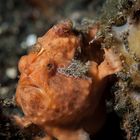 Giant frogfish - Antennarius commerson (commersonii) - Riesen Anglerfisch