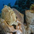 Giant Frogfish