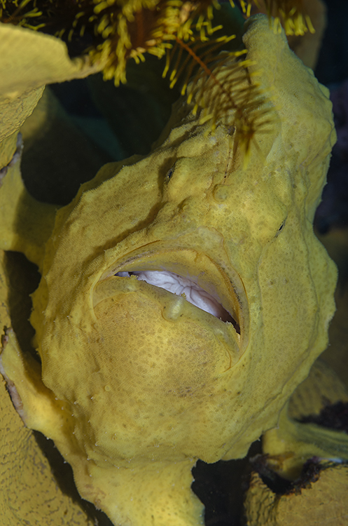 Giant Frogfish (lat.: Antennarius commerson)
