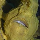 Giant Frogfish (lat.: Antennarius commerson)