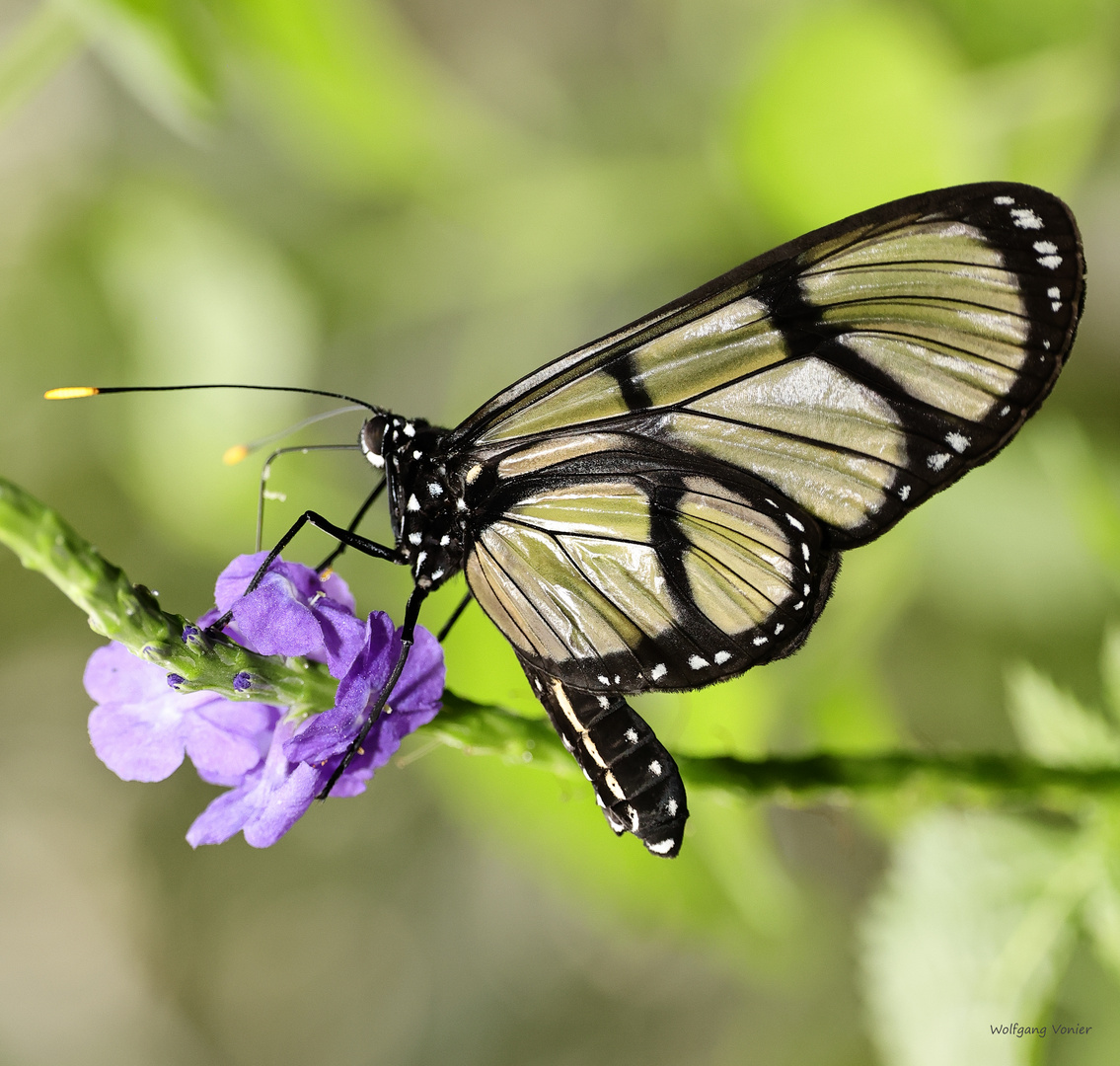 Giant Glasswing-Methona confusa