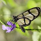 Giant Glasswing-Methona confusa