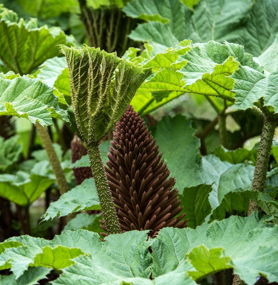 giant gunnera