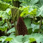 giant gunnera