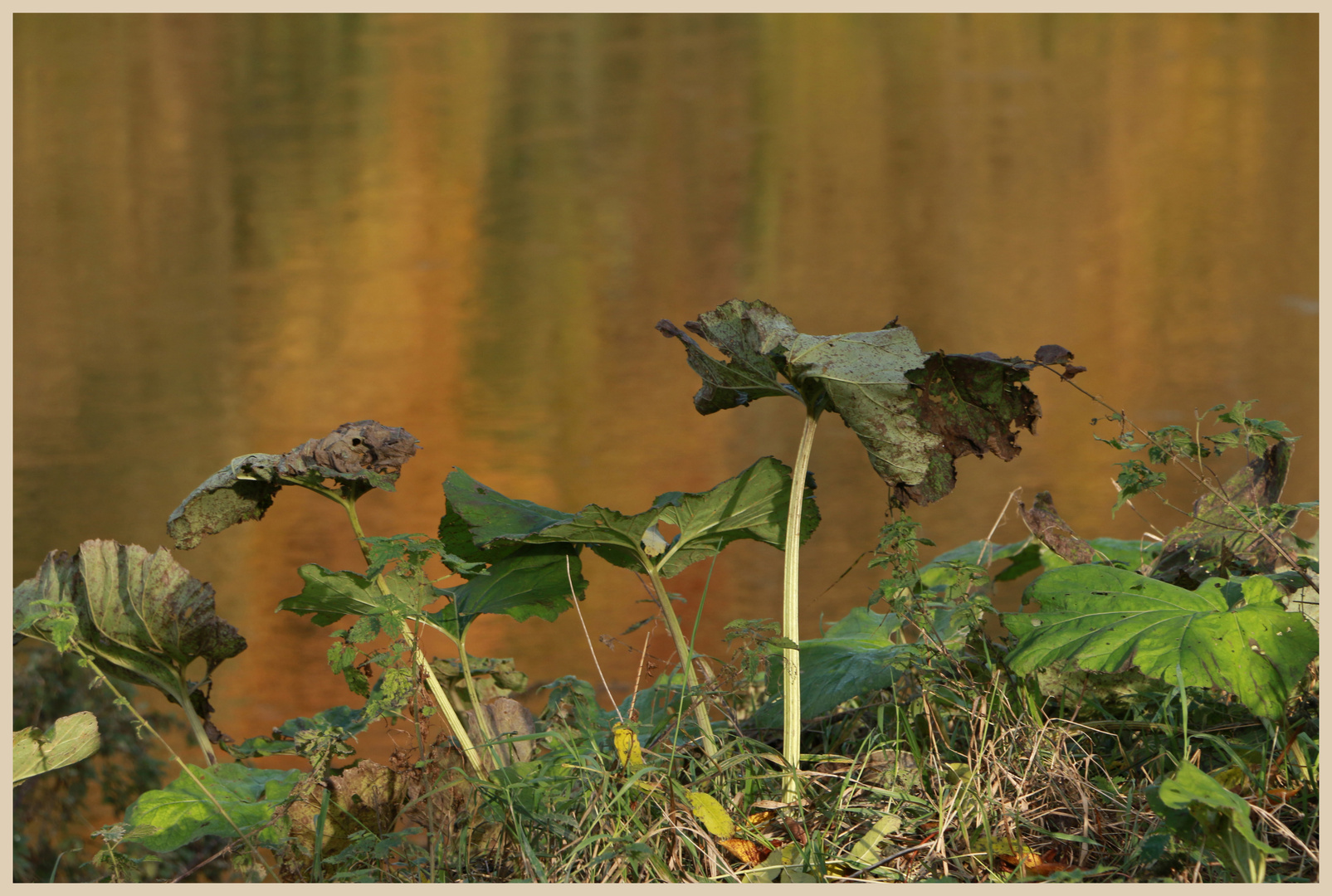 giant hogweed beside the River tweed at Norham