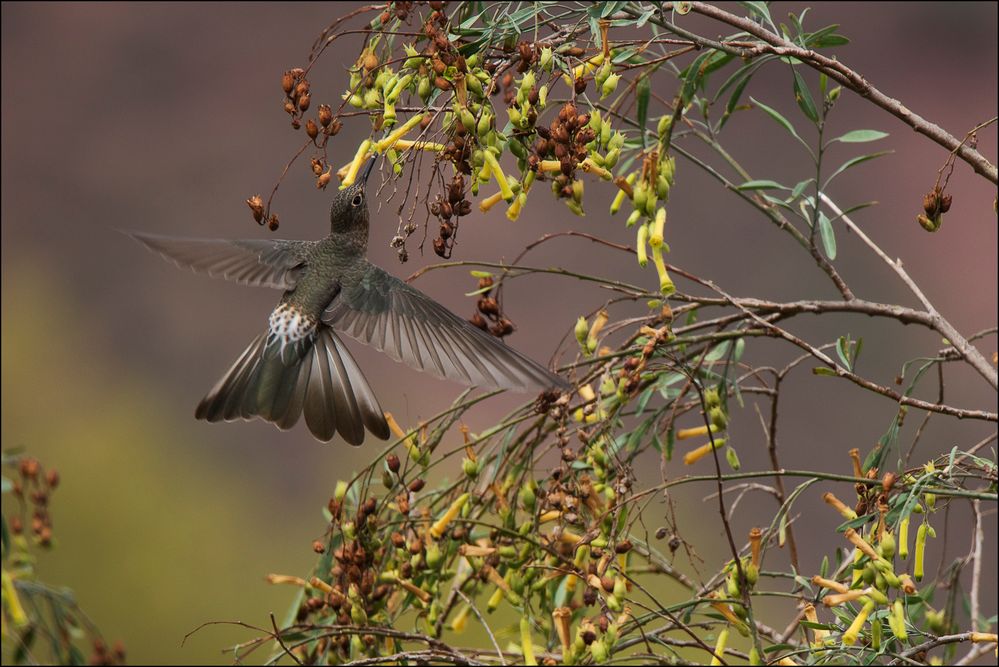 Giant Hummingbird (Patagonas gigas)