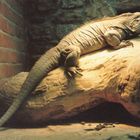 Giant Iguana - Bristol Zoo