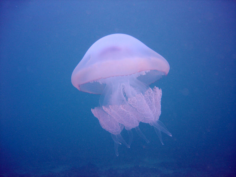 Giant Jellyfish