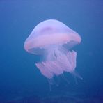 Giant Jellyfish