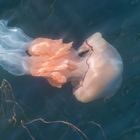*giant jellyfish*