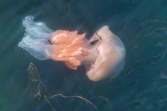 *giant jellyfish*