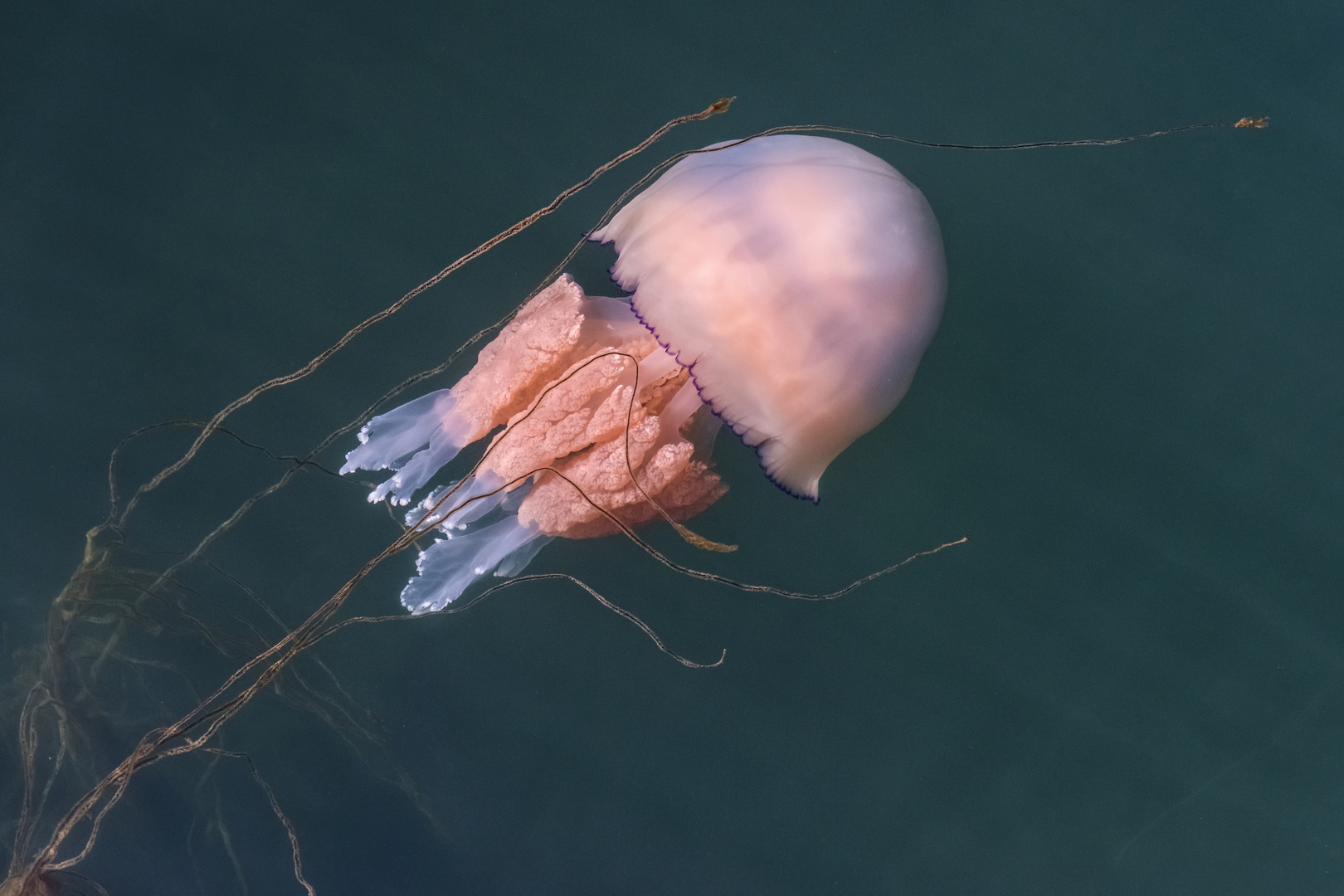 *giant jellyfish II*