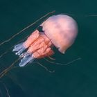 *giant jellyfish II*