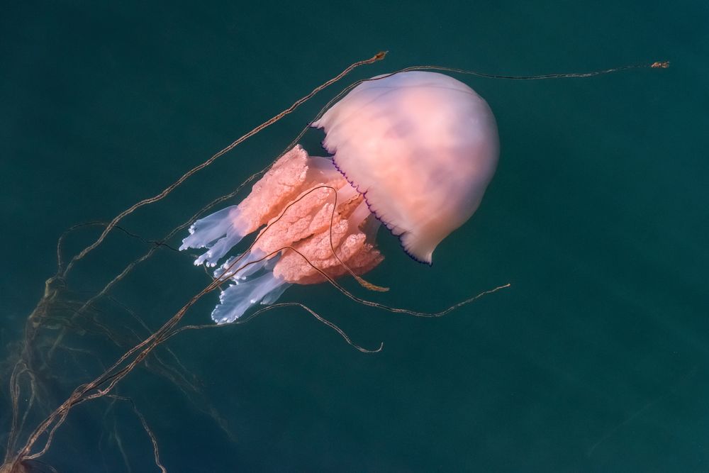 *giant jellyfish II*