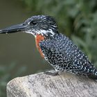 Giant King Fisher