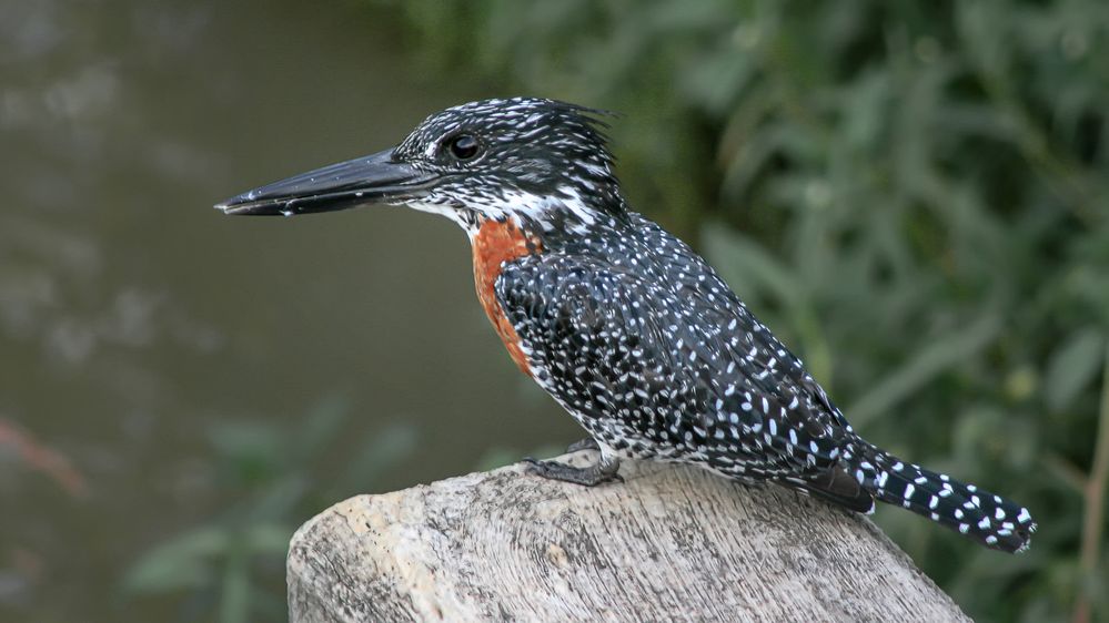 Giant King Fisher