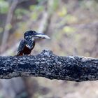 Giant kingfisher