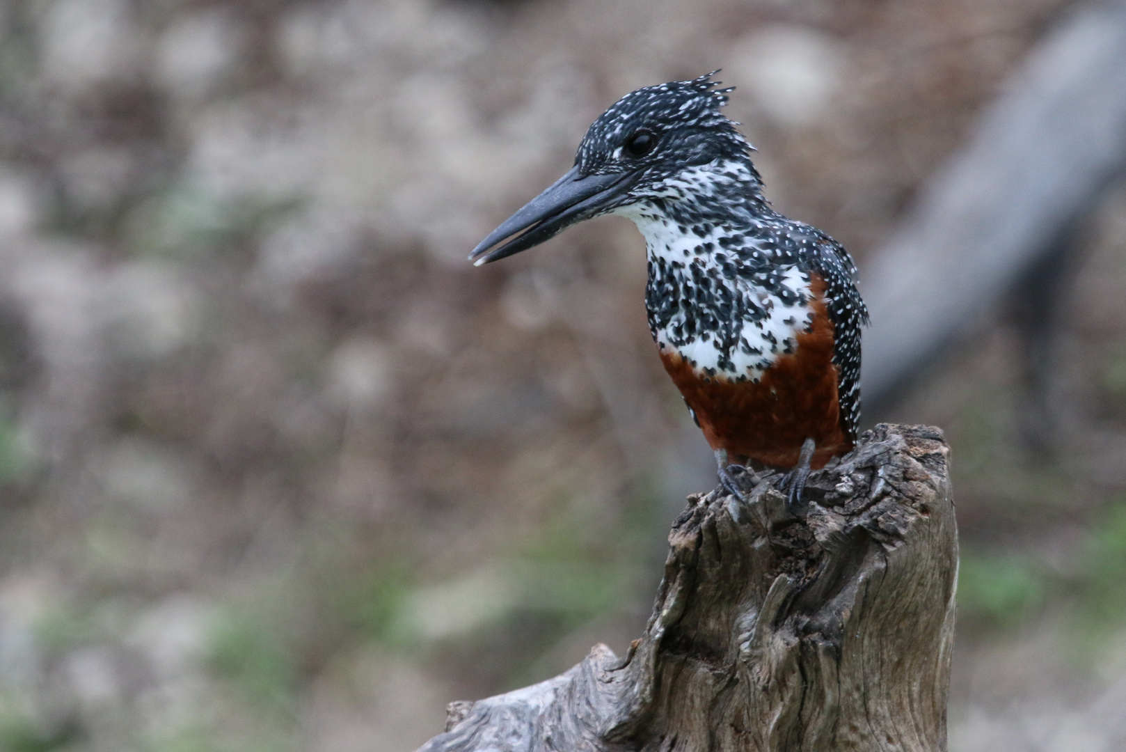 Giant Kingfisher