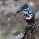 Giant Kingfisher