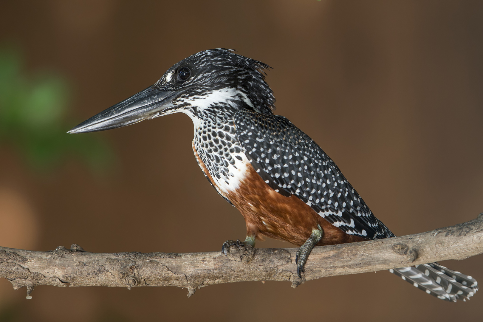 Giant Kingfisher