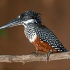 Giant Kingfisher