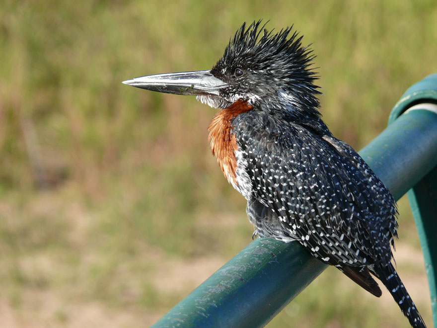 Giant Kingfisher