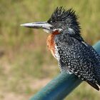 Giant Kingfisher