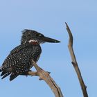 Giant Kingfisher