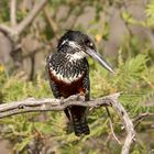 Giant Kingfisher