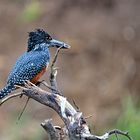 Giant Kingfisher