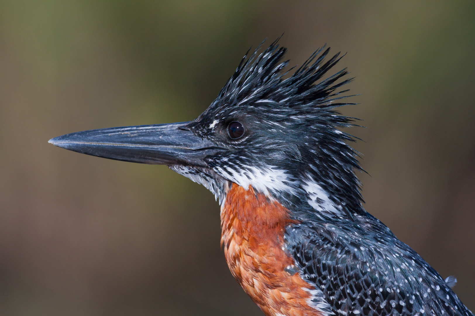 Giant Kingfisher