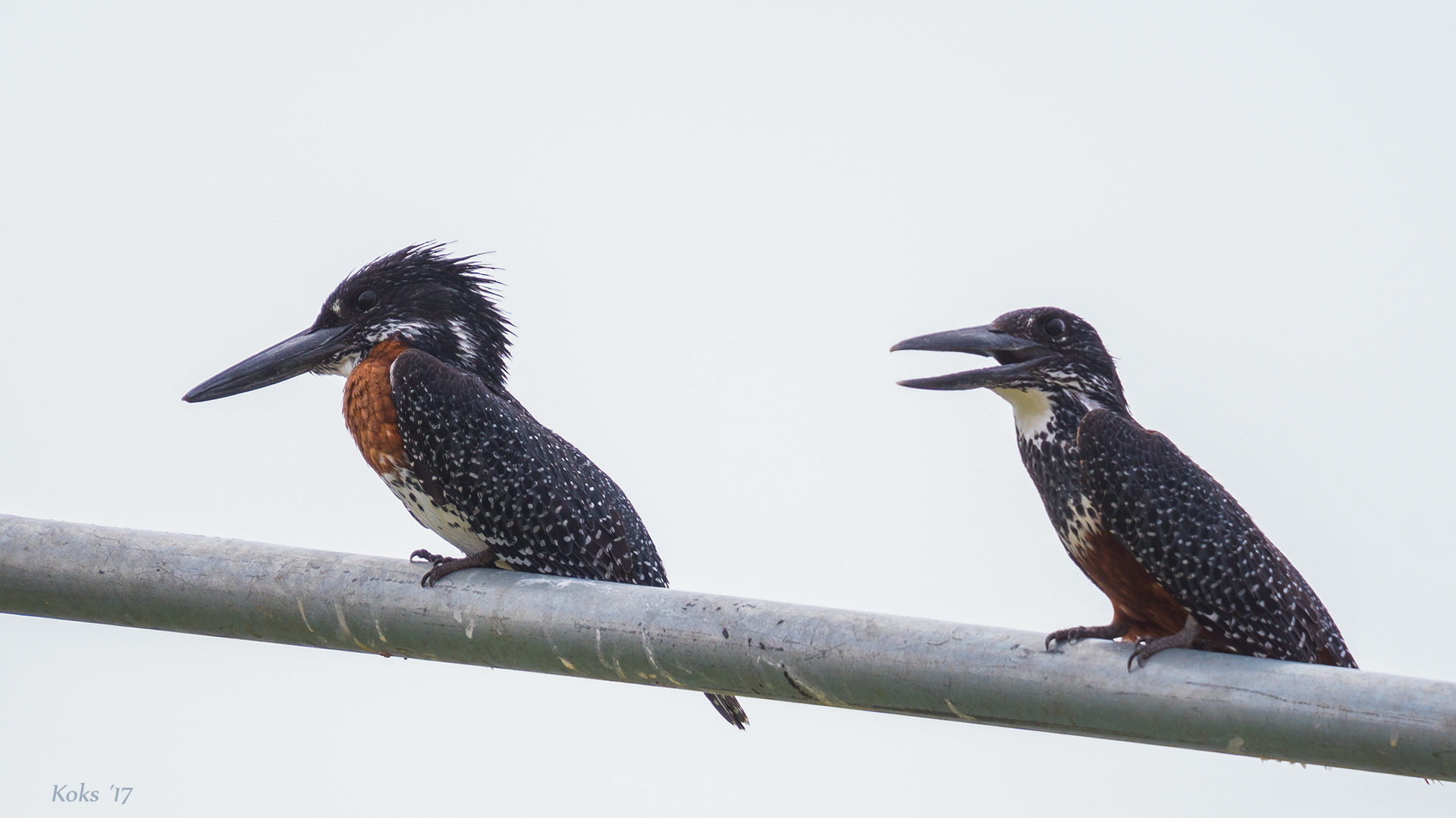 Giant Kingfisher