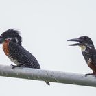 Giant Kingfisher