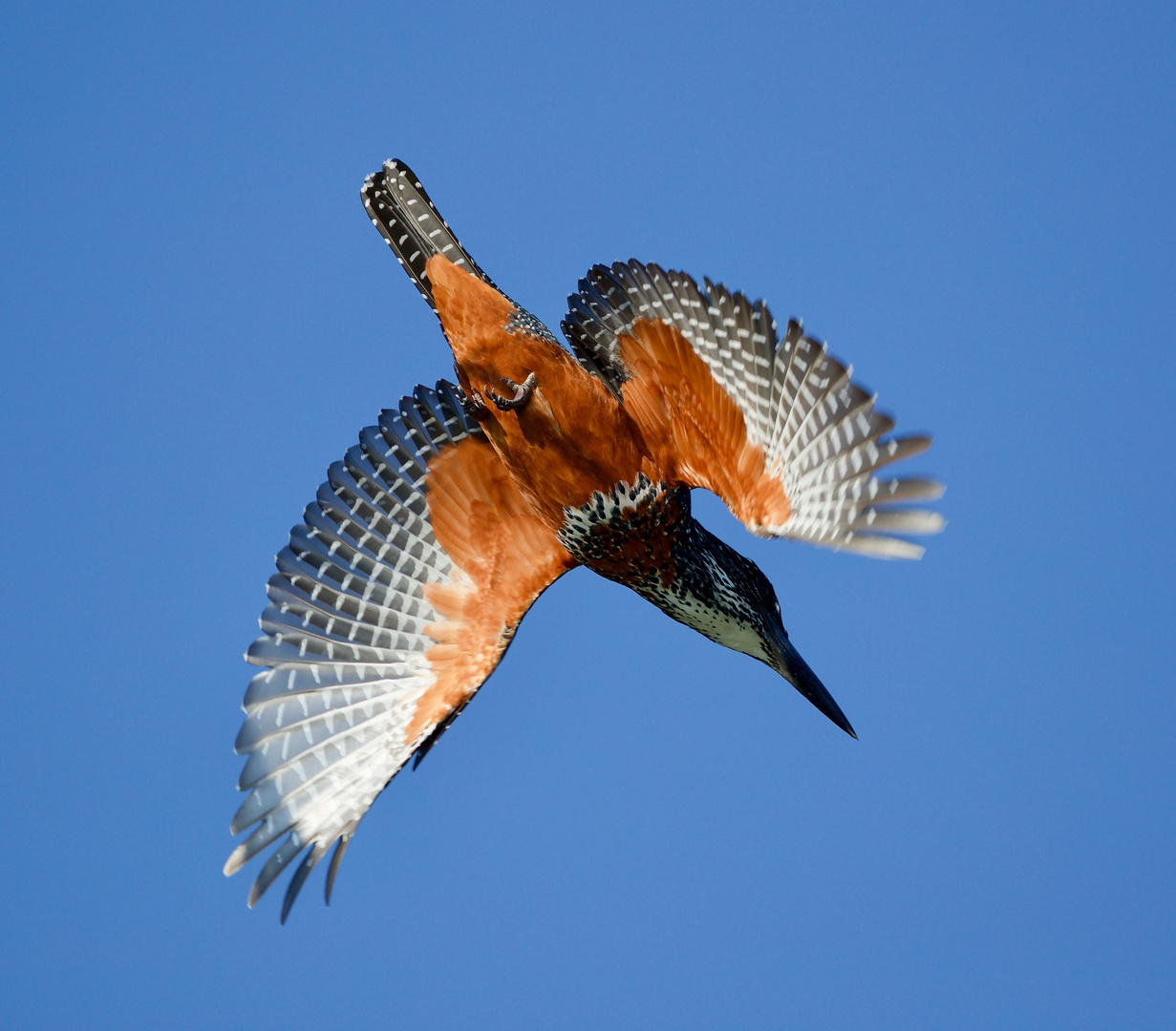 Giant Kingfisher