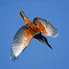 Giant Kingfisher