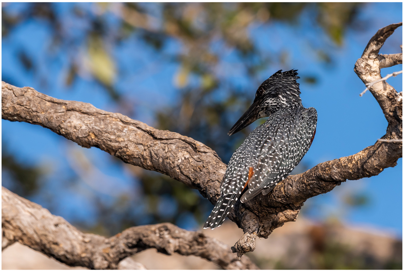 Giant Kingfisher