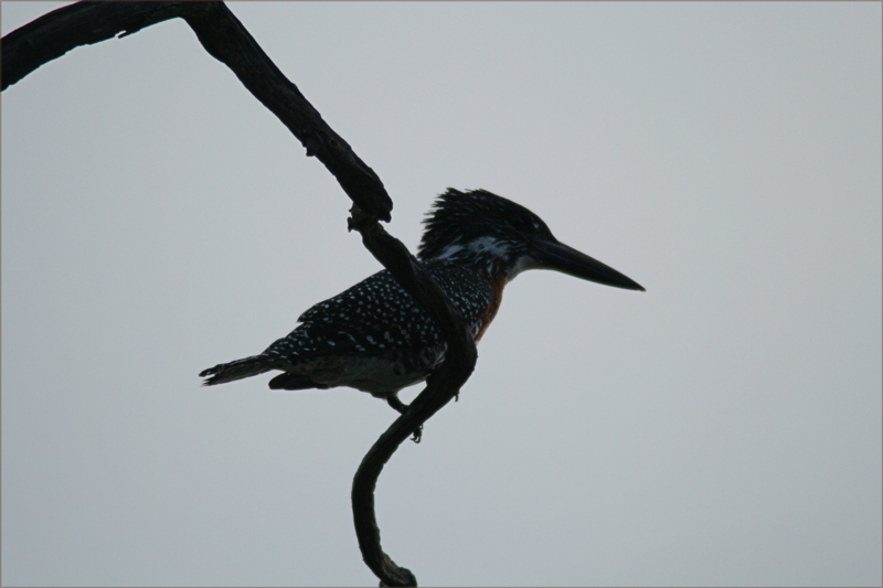 Giant Kingfisher