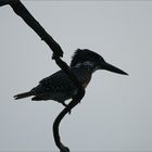 Giant Kingfisher