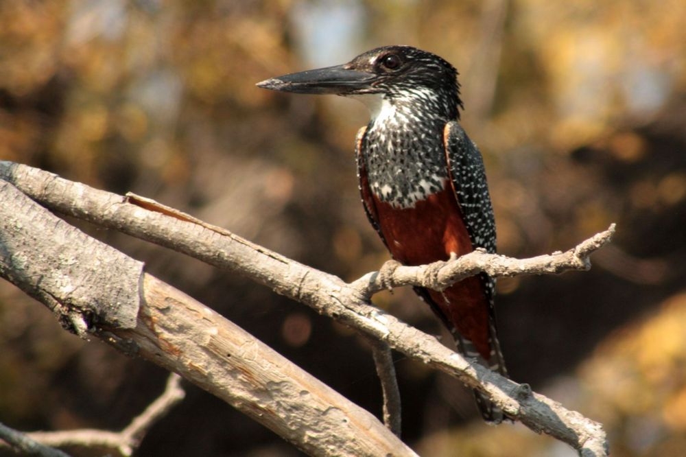 Giant Kingfisher