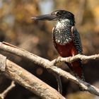 Giant Kingfisher