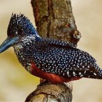 Giant Kingfisher