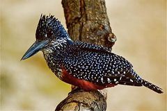 Giant Kingfisher