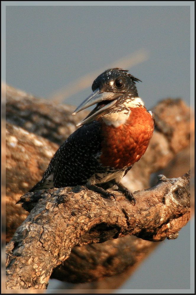 Giant Kingfisher