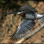 Giant Kingfisher