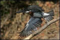 Giant Kingfisher