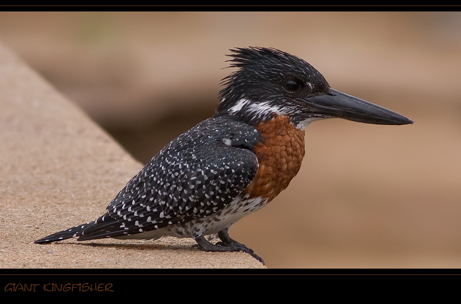 * Giant Kingfisher *