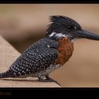 * Giant Kingfisher *