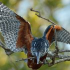 Giant Kingfisher