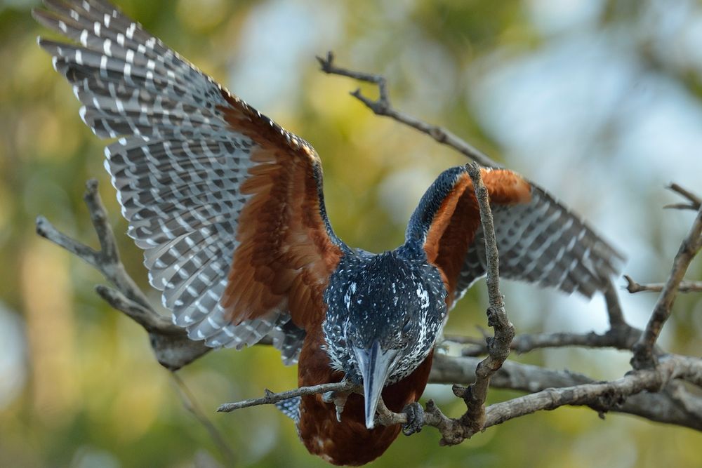 Giant Kingfisher